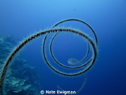 Spiral coral on E6 in Fiji. I wanted to convey the sense ... by Nate Ewigman 